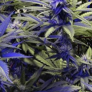 Meet your Posher, Todd